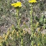 Achillea ageratum Агульны выгляд