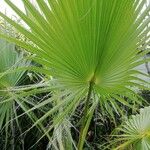 Washingtonia robusta Φύλλο