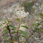 Ceanothus herbaceus Hábito