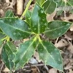 Osmanthus heterophyllusBlad