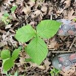 Arisaema triphyllumList