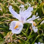 Iris japonicaBloem