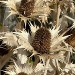 Eryngium giganteum Blüte