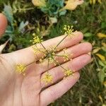 Foeniculum vulgare 花