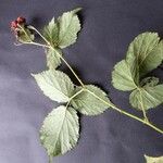 Rubus imbricatus Blad