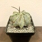 Astrophytum capricorne 葉