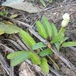 Ipomoea imperati برگ