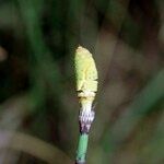 Equisetum × moorei Ďalší