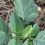 Datura innoxia Jani