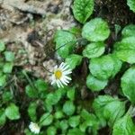 Bellis rotundifolia Flor