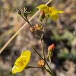 Linum volkensii Квітка