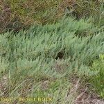 Asparagus macrorrhizus Habit