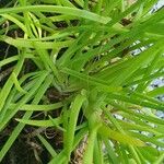 Bulbine frutescens Blad