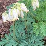 Dicentra formosa 花