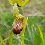 Ophrys fusca Blomst