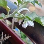 Solanum melongenaFlower