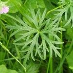 Geranium columbinum Blatt