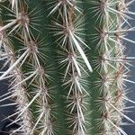 Weberbauerocereus weberbaueri 葉
