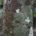 Ocotea ceanothifolia Casca