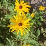 Rudbeckia subtomentosa Floare