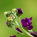 Matthiola incana Hábito