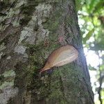Terminalia superba Corteza