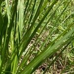 Carex vulpina Leaf