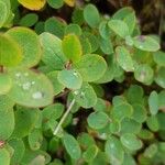 Vaccinium uliginosum Leaf