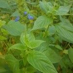 Salvia hispanica Ліст