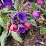 Pulmonaria saccharata Fleur