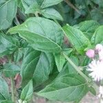 Cyanthillium cinereum Hoja