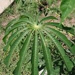 Manihot grahamii Leaf