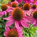 Echinacea purpureaFlor