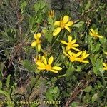 Chrysanthemoides monilifera Altul/Alta