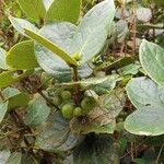 Monimia rotundifolia Frucht