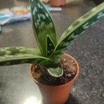 Aloe variegata Hoja