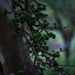 Ficus racemosa Fruchs