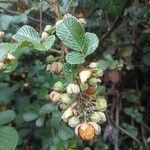 Rubus ellipticus Fruit