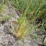 Festuca filiformis Foglia