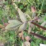 Thalictrum flavum Leaf