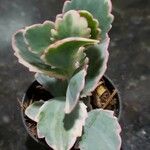 Kalanchoe laxiflora Ліст