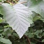 Alnus incana Leaf