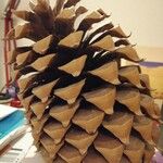 Pinus coulteri Fruto