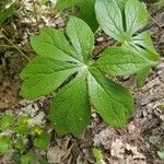 Podophyllum peltatumLeaf