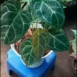 Anthurium crystallinum List