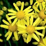 Senecio squalidus Blüte