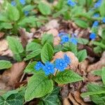 Omphalodes verna फूल