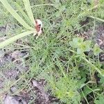 Lepidium coronopus Leaf