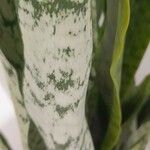 Dracaena zeylanica 葉