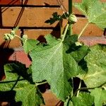 Alcea rosea Folha